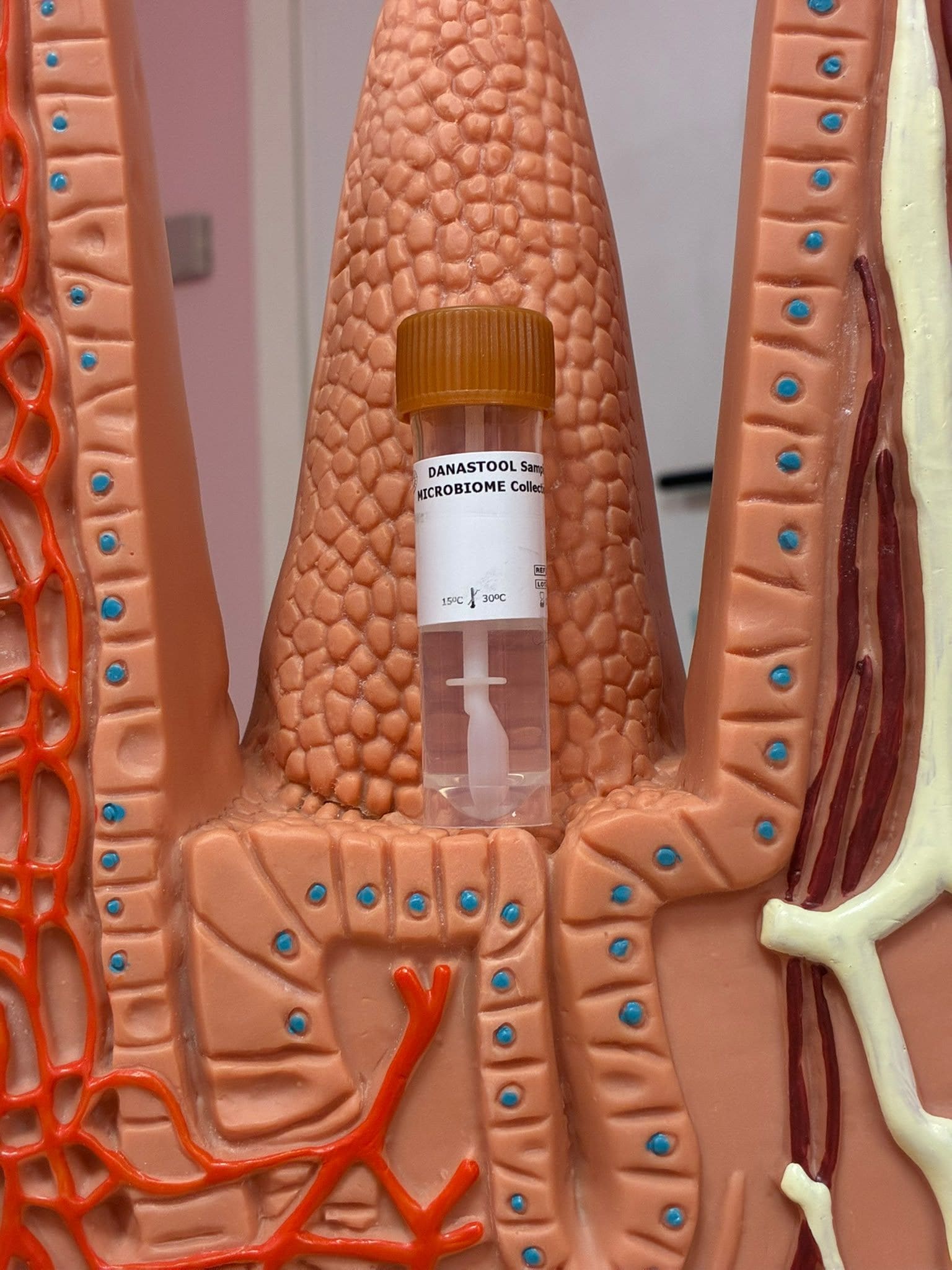 Provetta del kit nel modello di intestino